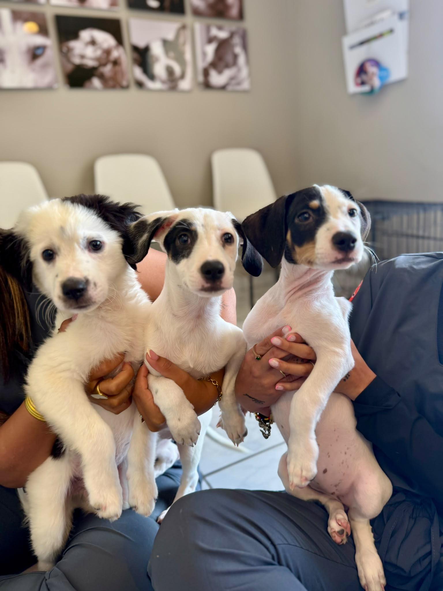 Enlarge Domino Delight, a Adoptable mixed breed in Woburn, MA image 4/5