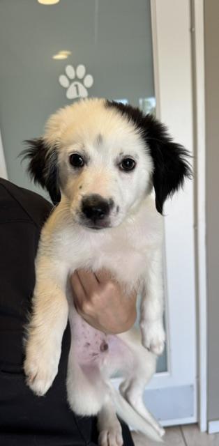 Enlarge Domino Delight, a Adoptable mixed breed in Woburn, MA image 2/5