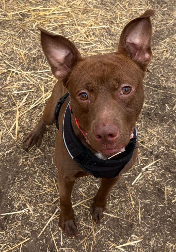 Spanky, Adoptable, Puppy Male Labrador Retriever & Mixed Breed.