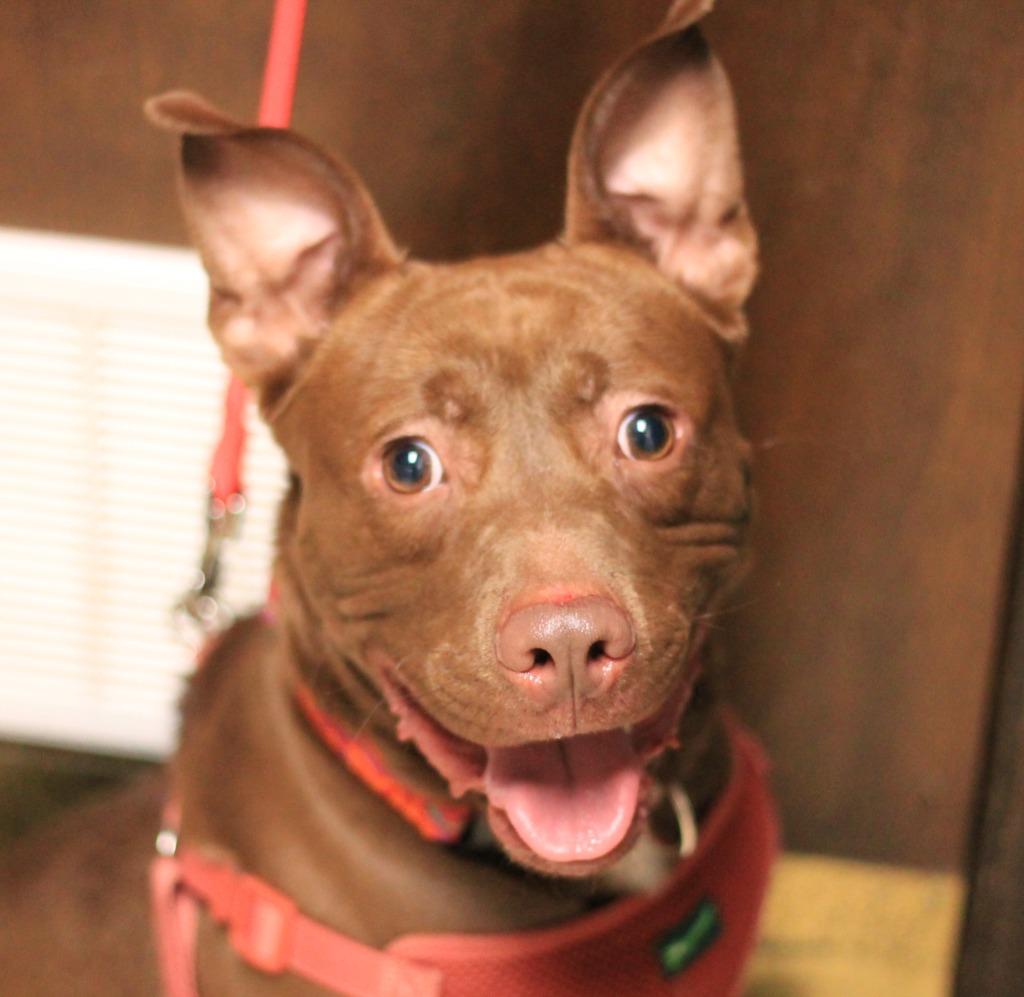 Enlarge Spanky, a Adoptable mixed breed in Utica, MI image 2/5