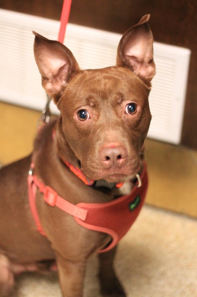 Enlarge Spanky, a Adoptable mixed breed in Utica, MI image 3/5