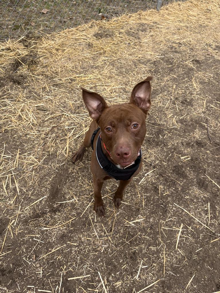 Enlarge Spanky, a Adoptable mixed breed in Utica, MI image 4/5