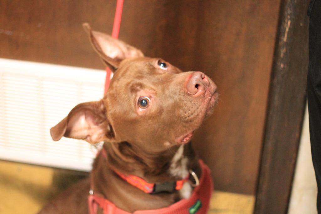 Enlarge Spanky, a Adoptable mixed breed in Utica, MI image 5/5