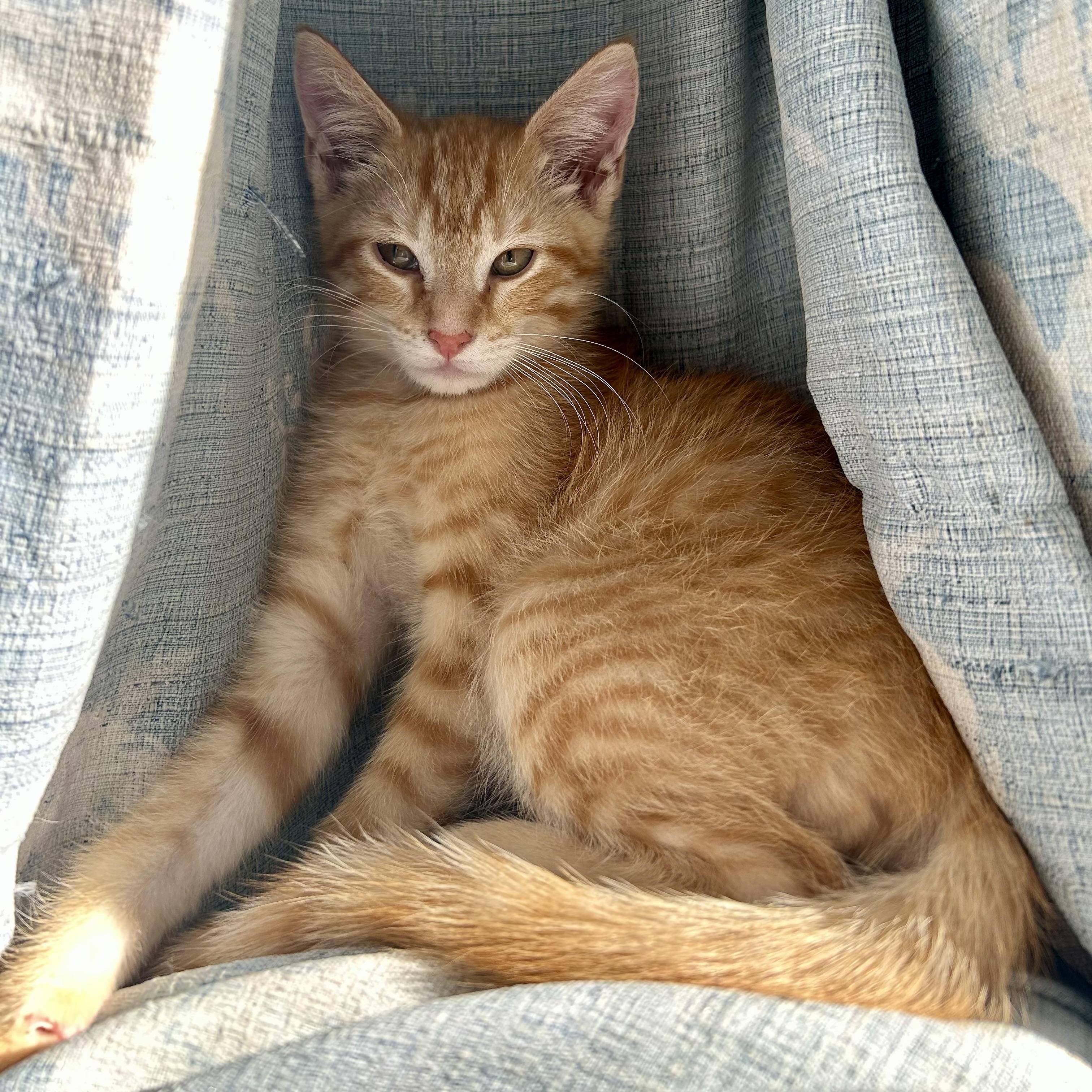 Grimace (AKA Grimmy)