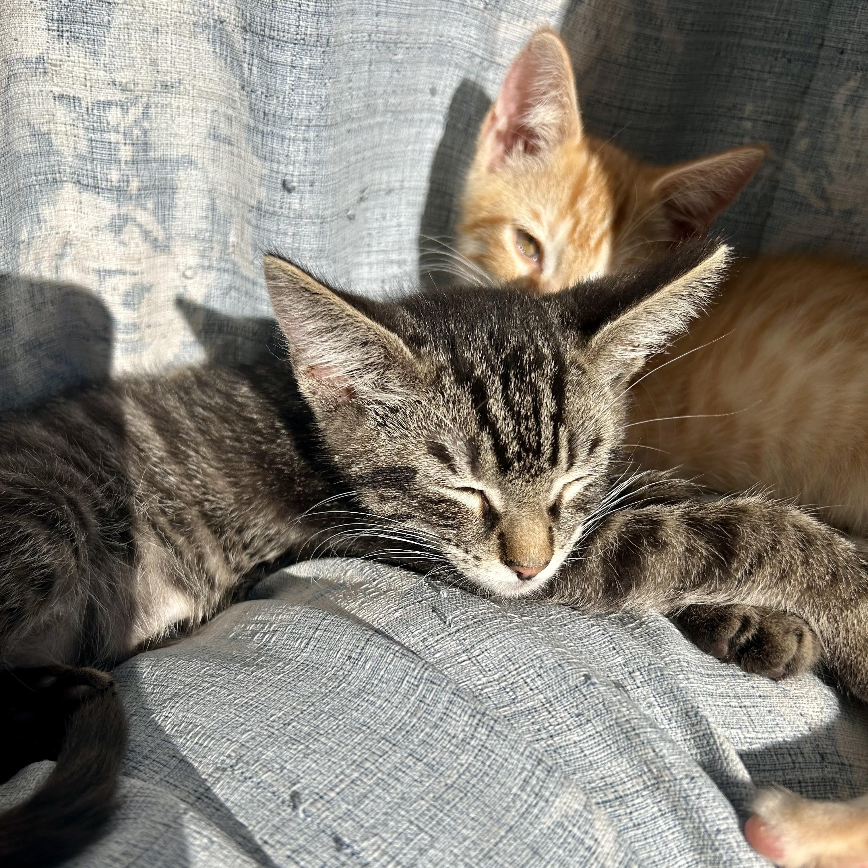 Grimace (AKA Grimmy)