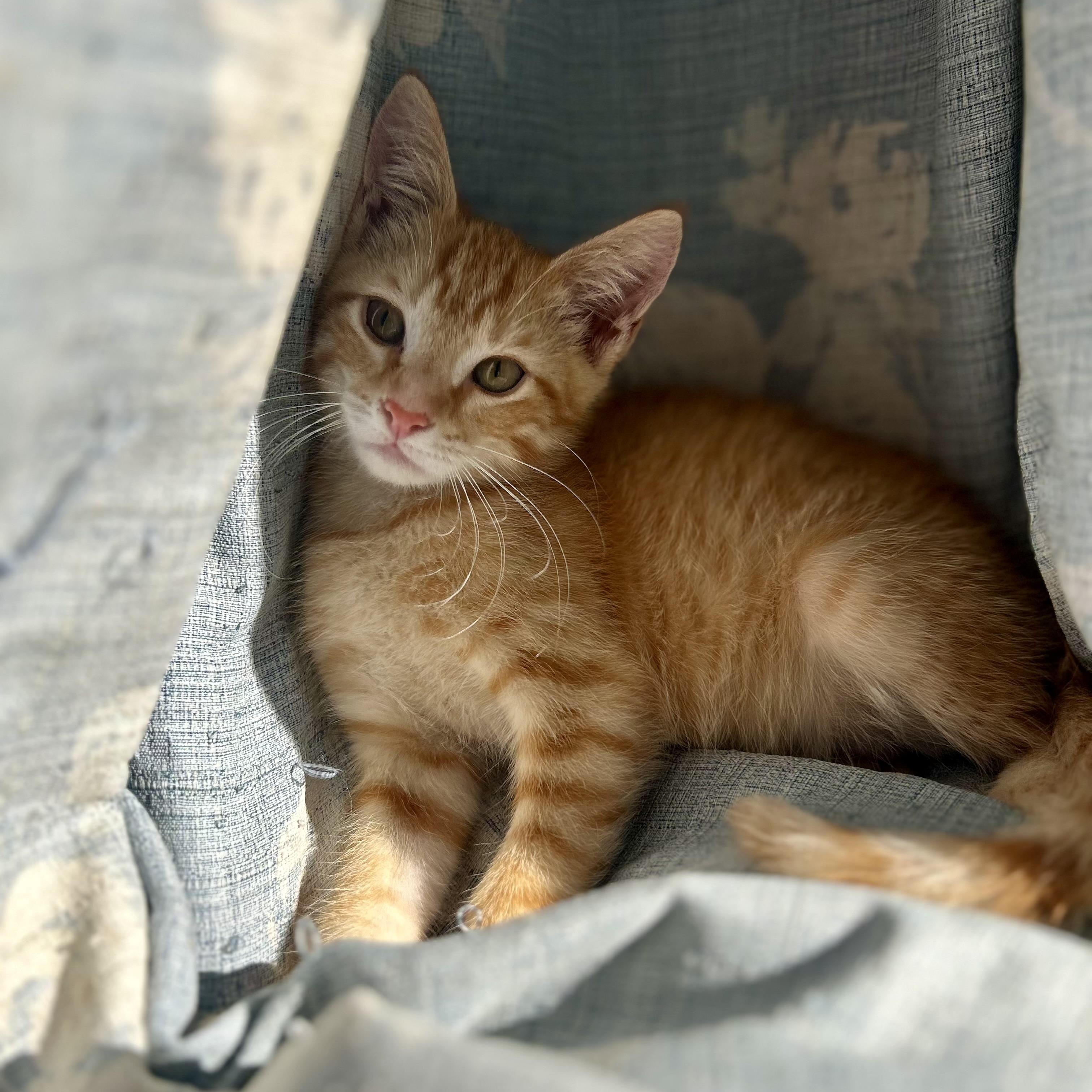 Grimace (AKA Grimmy)