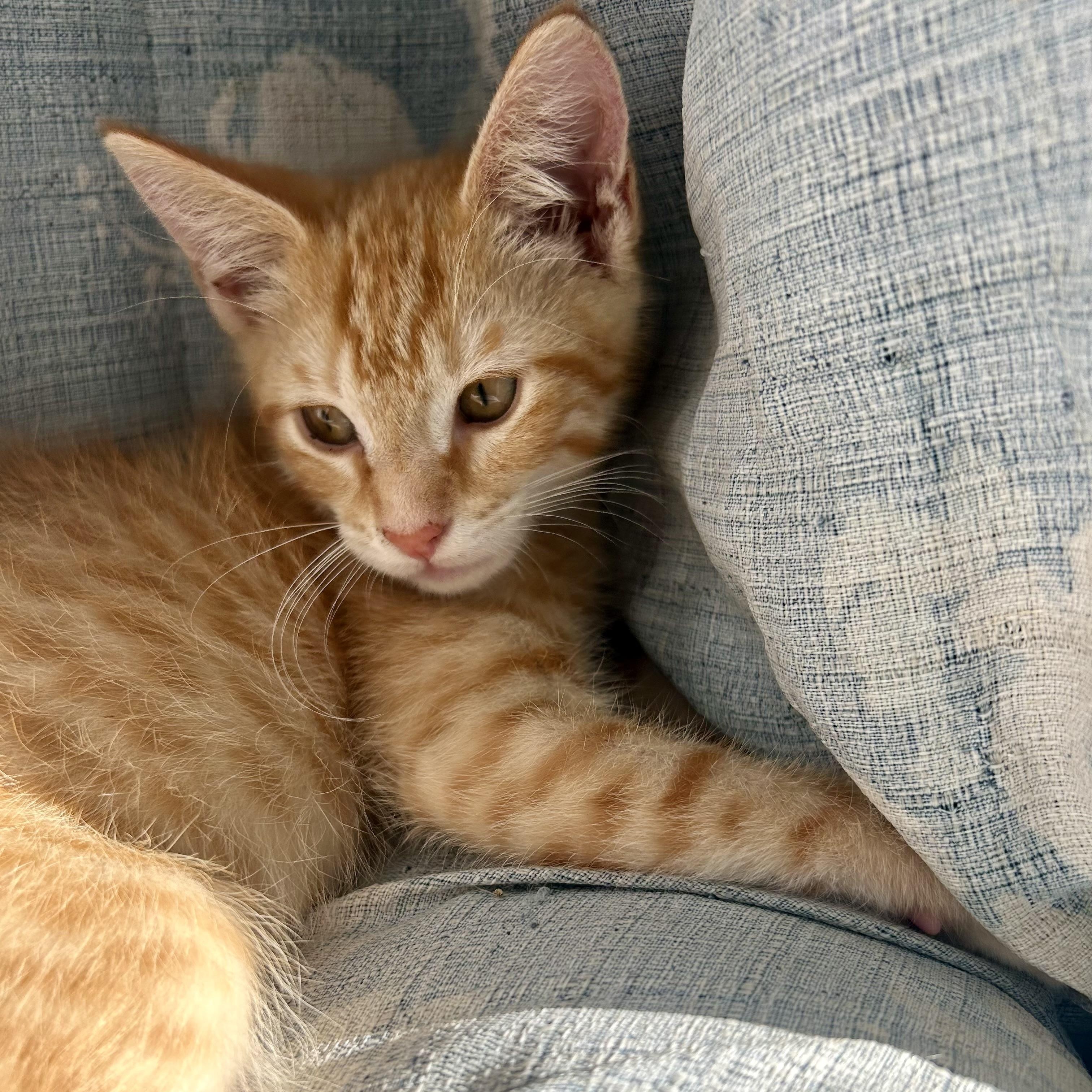 Grimace (AKA Grimmy)