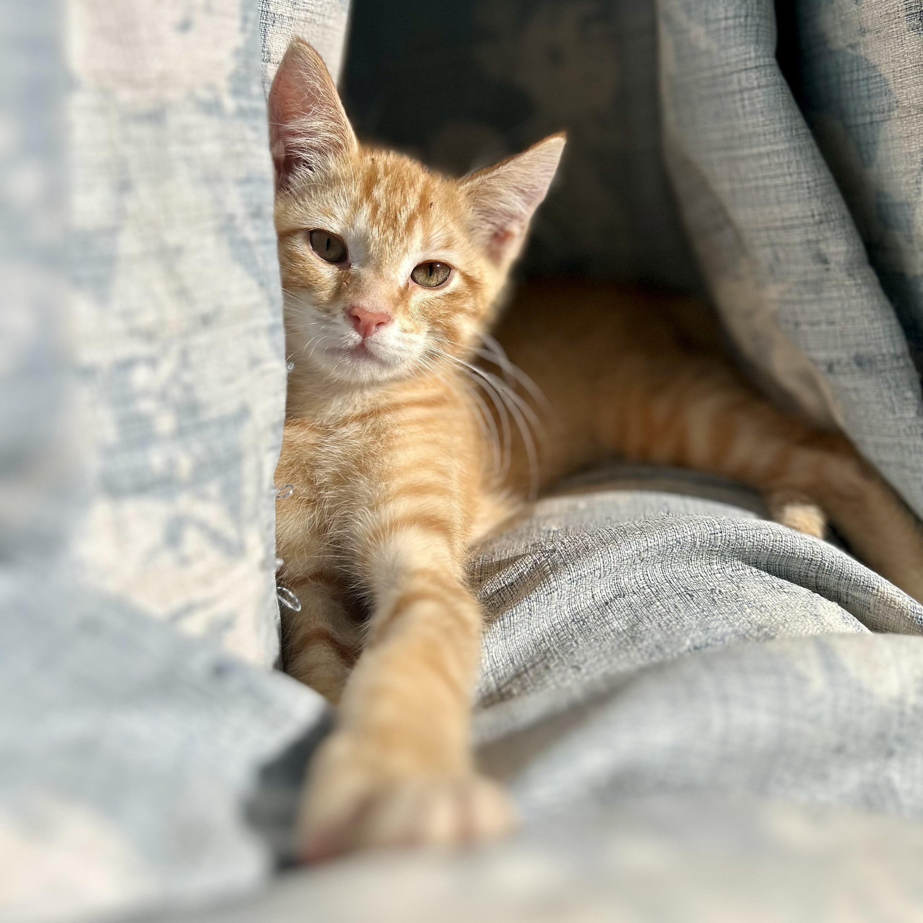 Grimace (AKA Grimmy)