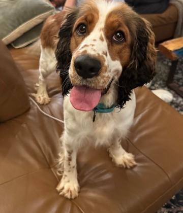 Clementine, ADOPTABLE, Adult Female English Springer Spaniel.
