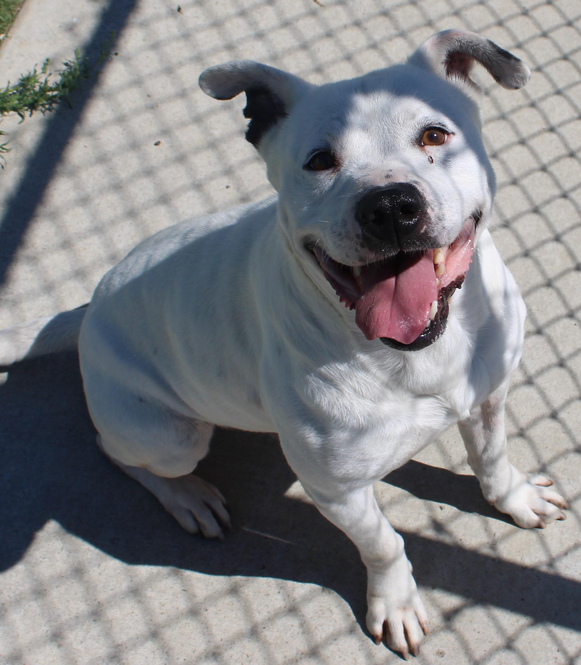MILO , a ADOPTABLE mixed breed in Wasco, CA image 2/6