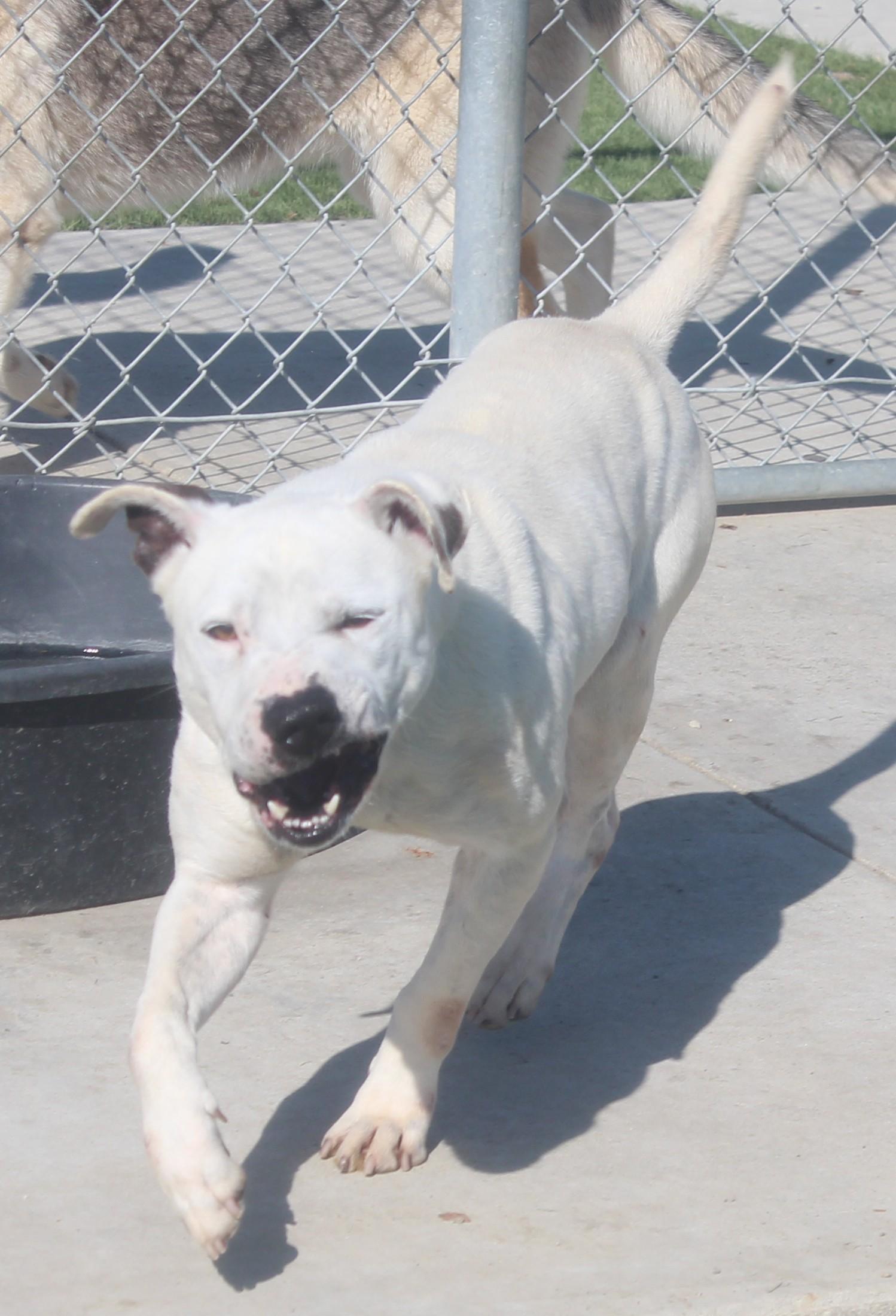 Enlarge MILO , a ADOPTABLE mixed breed in Wasco, CA image 4/5