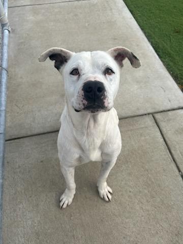 Enlarge MILO (AVAILABLE FEBRUARY 19, 2026), a ADOPTABLE mixed breed in Wasco, CA image 2/2