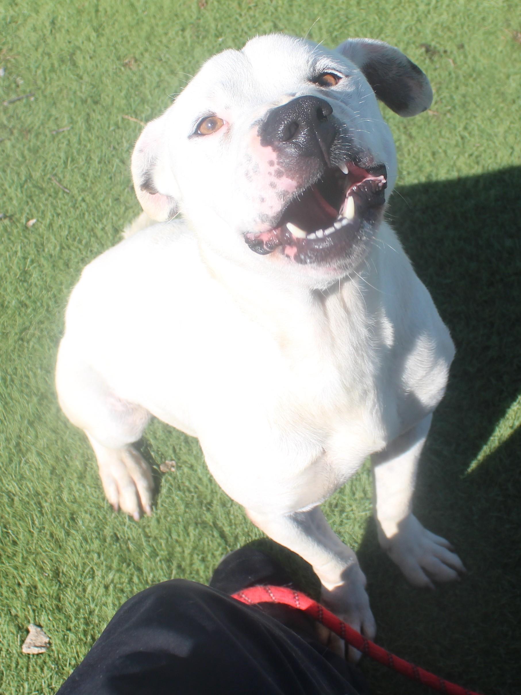 Enlarge MILO , a ADOPTABLE mixed breed in Wasco, CA image 1/5
