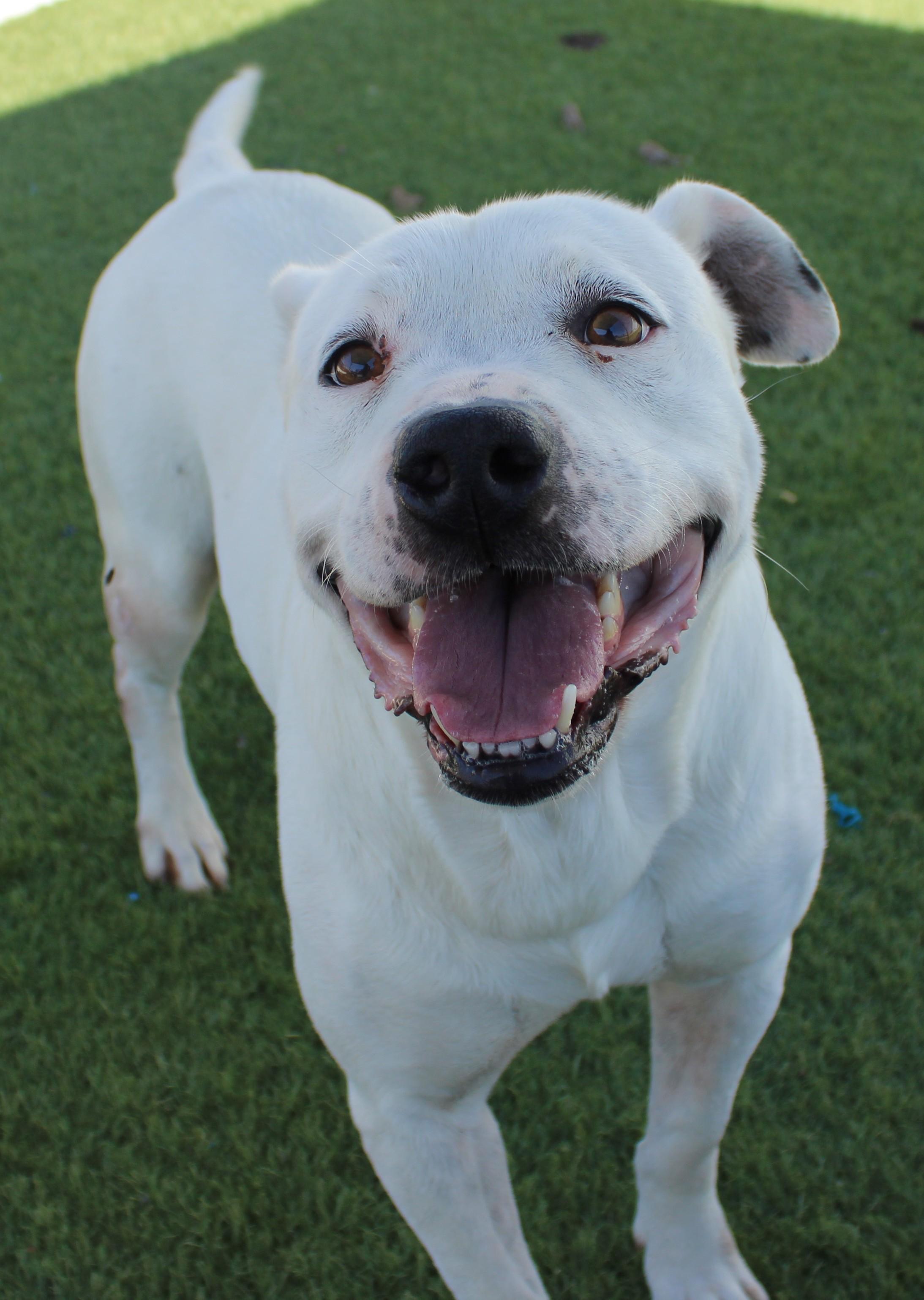 MILO , a ADOPTABLE mixed breed in Wasco, CA image 4/6