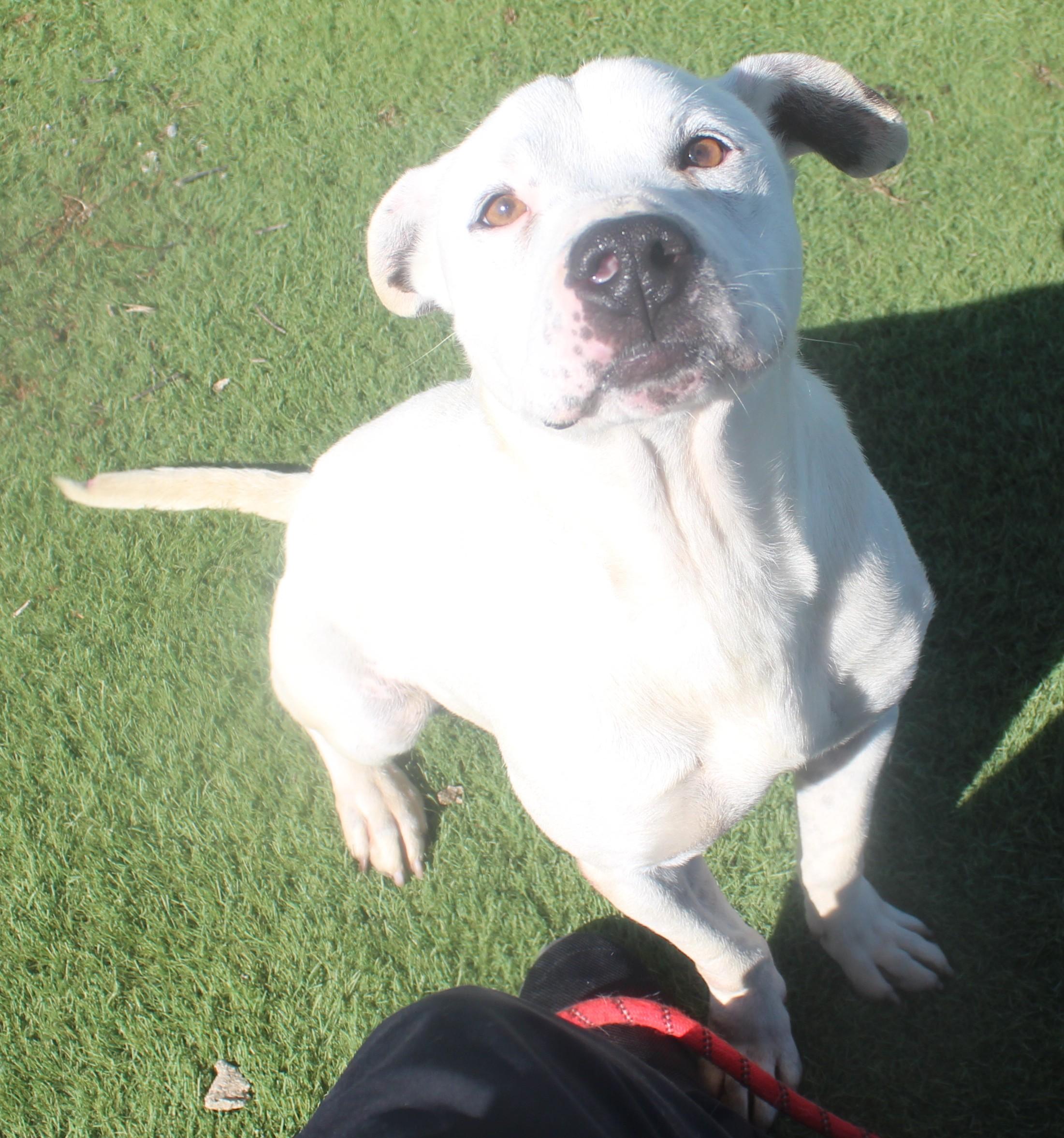 Enlarge MILO , a ADOPTABLE mixed breed in Wasco, CA image 2/5