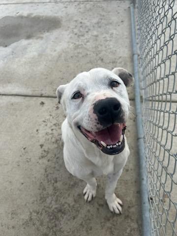 Enlarge MILO (AVAILABLE FEBRUARY 19, 2026), a ADOPTABLE mixed breed in Wasco, CA image 1/2