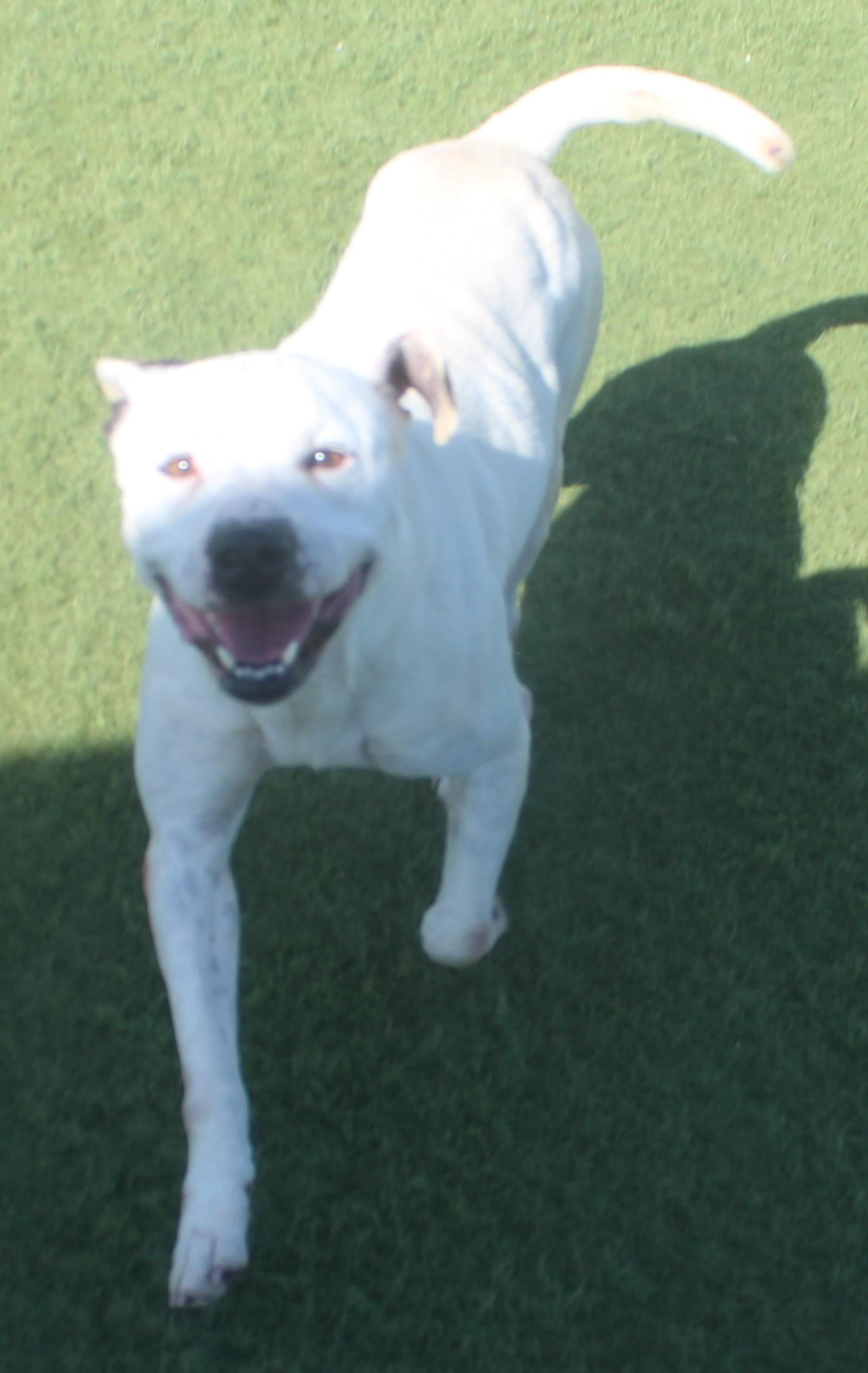 Enlarge MILO , a ADOPTABLE mixed breed in Wasco, CA image 3/5