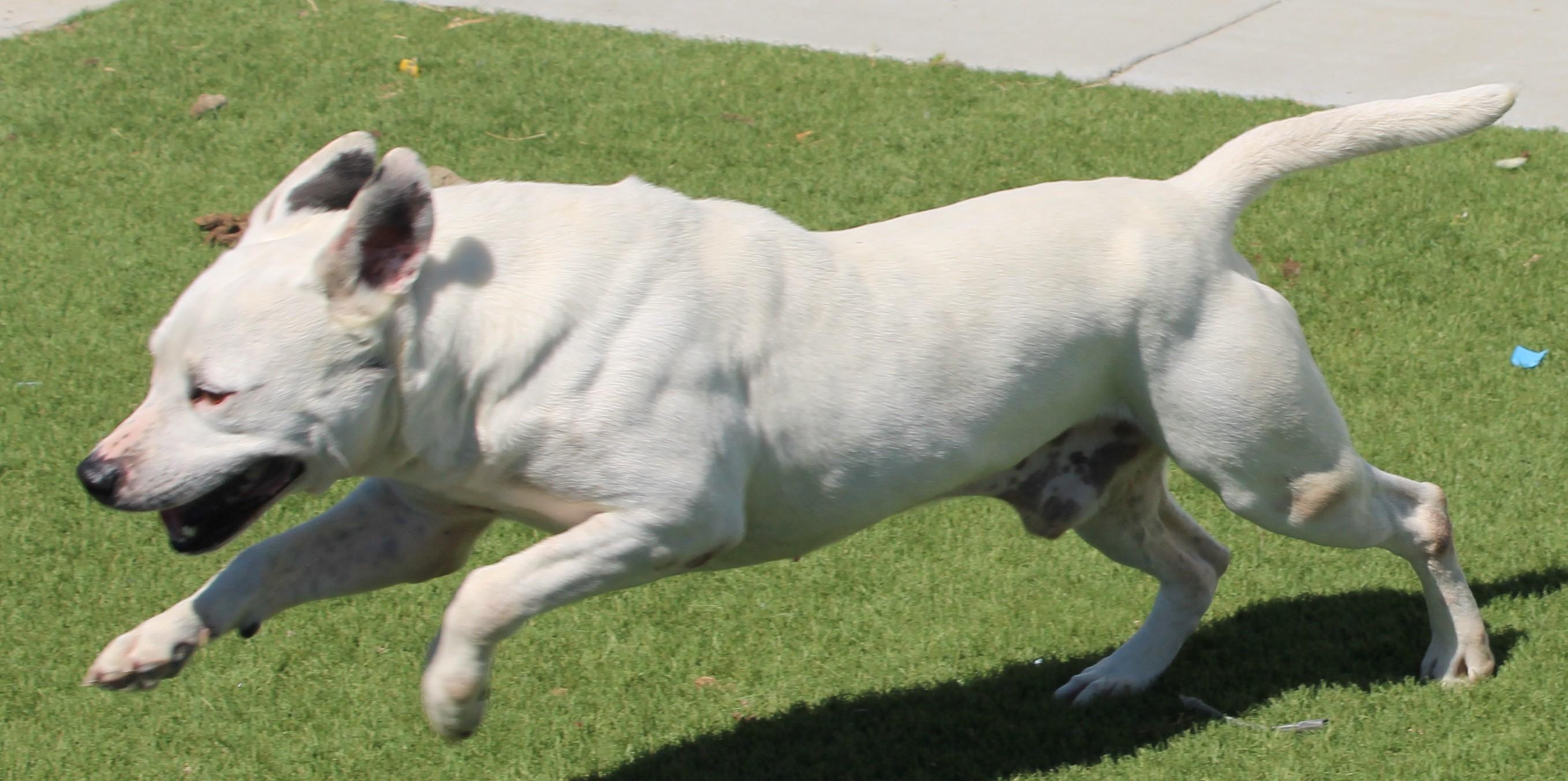 MILO , a ADOPTABLE mixed breed in Wasco, CA image 5/6