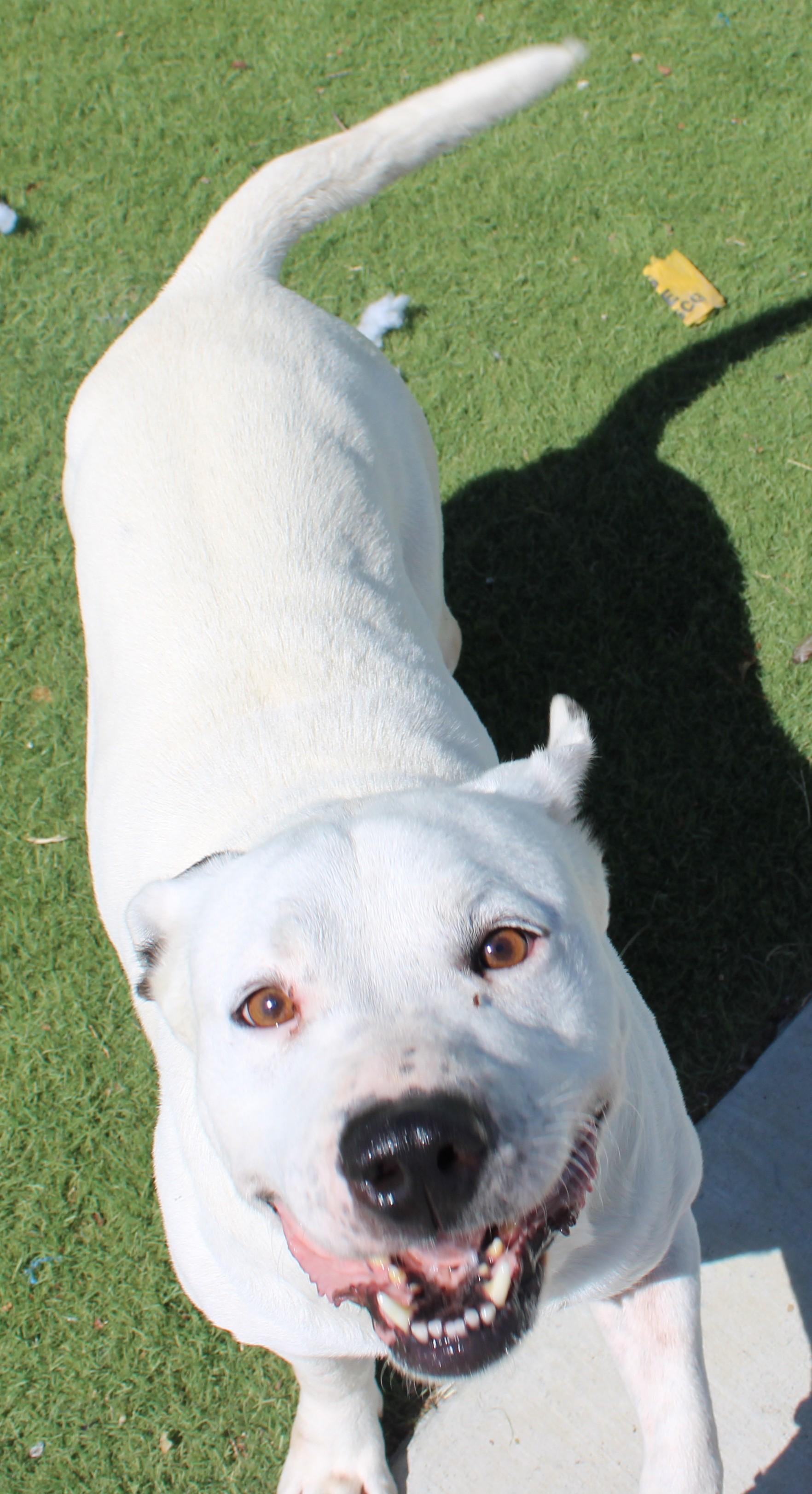 MILO , a ADOPTABLE mixed breed in Wasco, CA image 3/6