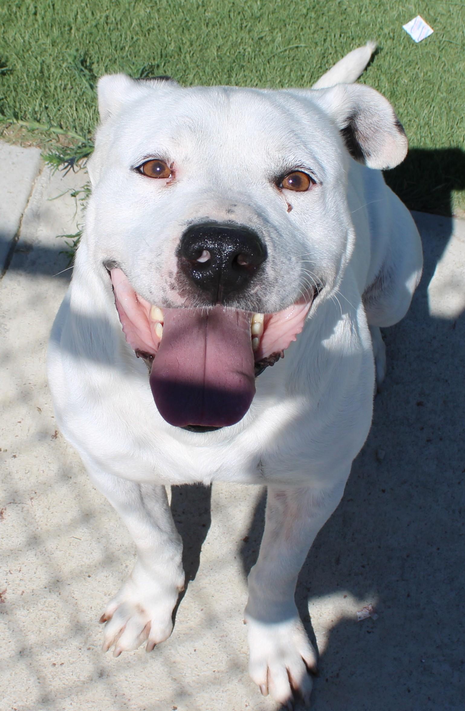 MILO , ADOPTABLE, Adult Male American Staffordshire Terrier & Husky.