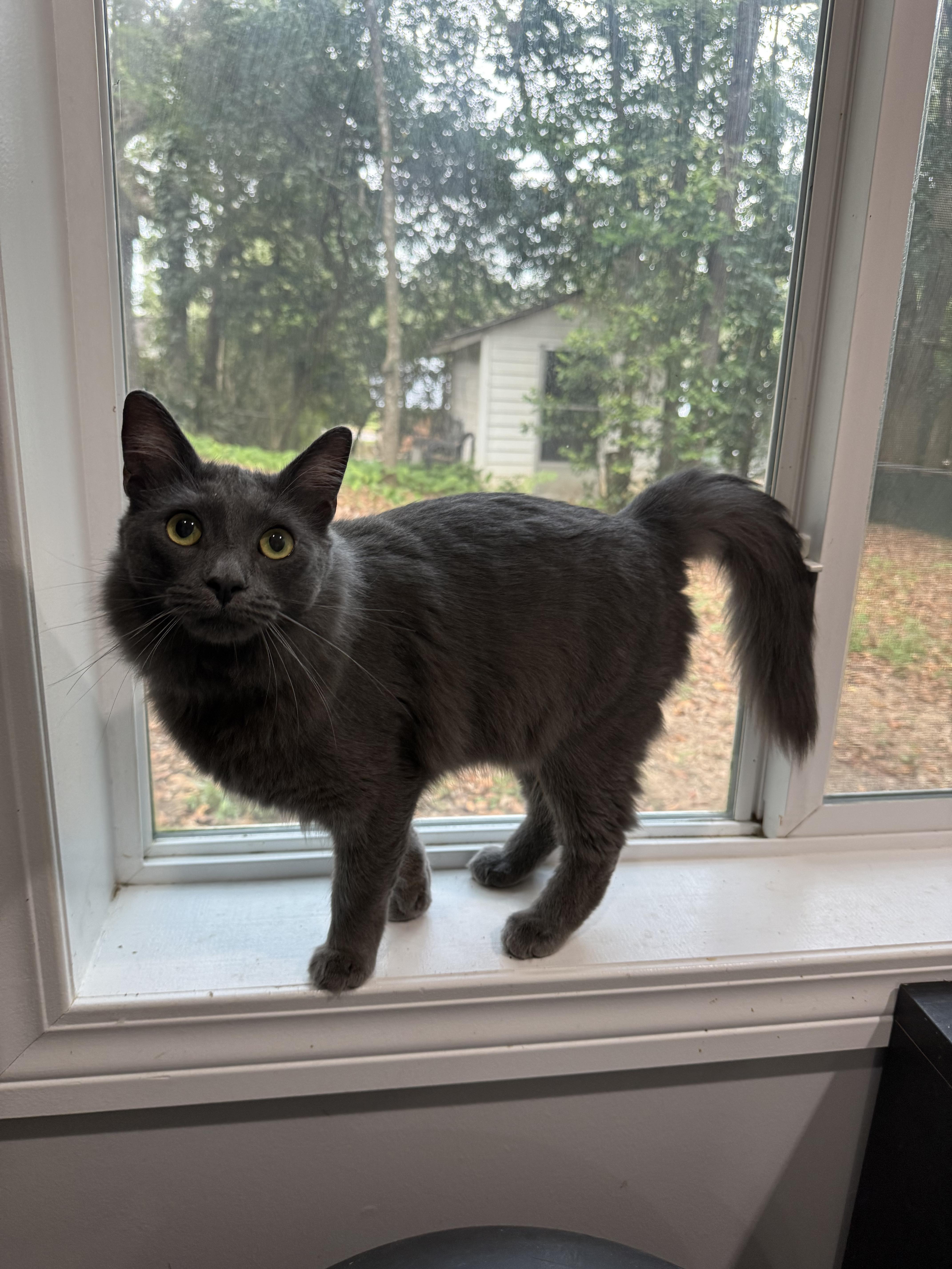 Sterling, Adopted, Young Male Domestic Long Hair.