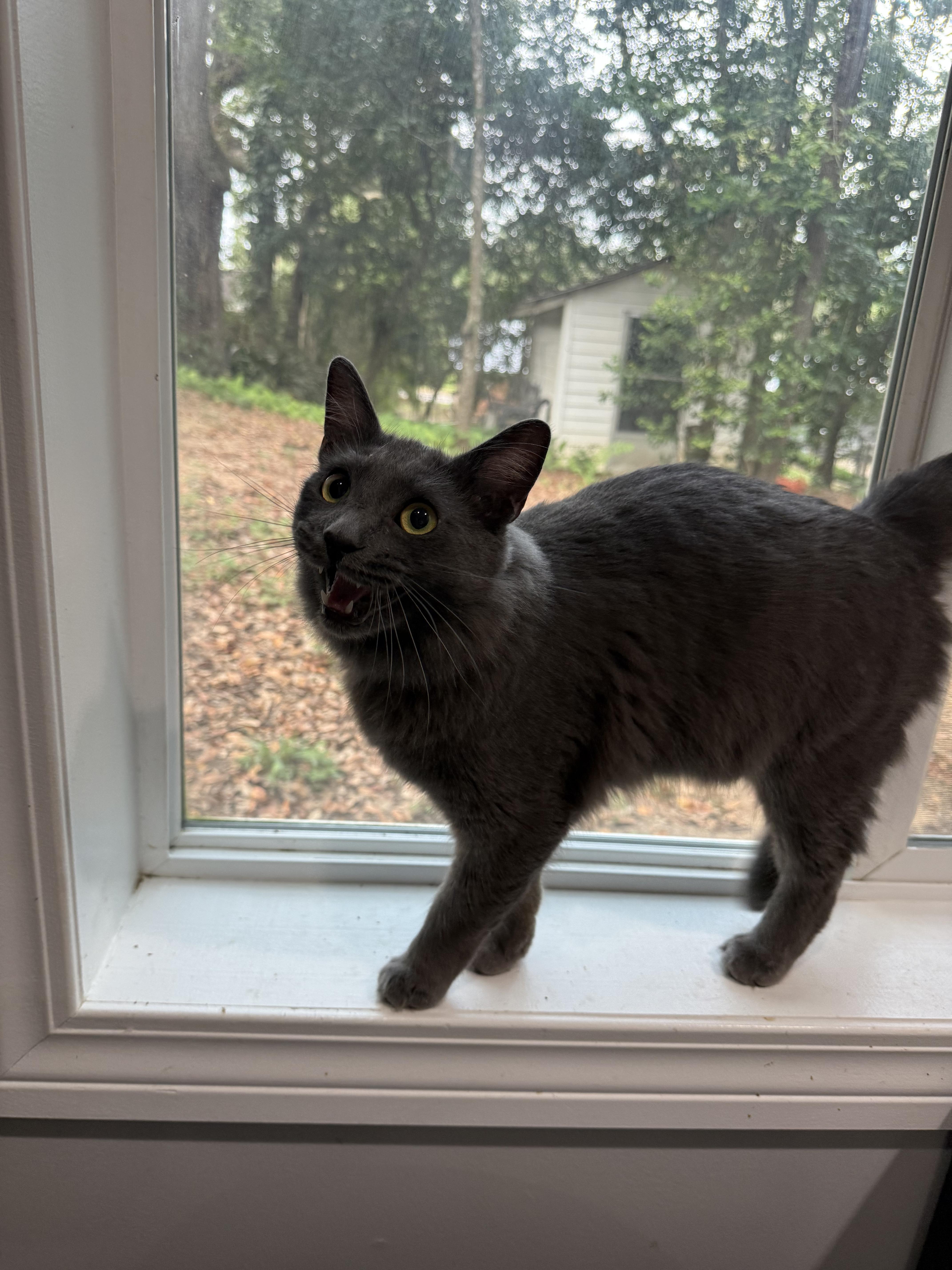 Enlarge Sterling, a Adopted Domestic Long Hair in Tallahassee, FL image 3/3