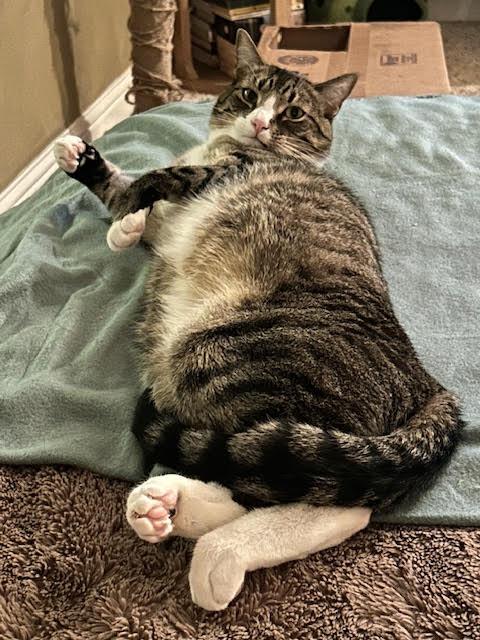 Zak, a Adoptable Tabby in Springfield, OR image 5/5