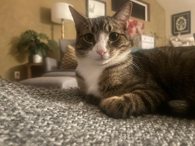 Zak, an adoptable Tabby in Springfield, OR, 97478 | Photo Image 3