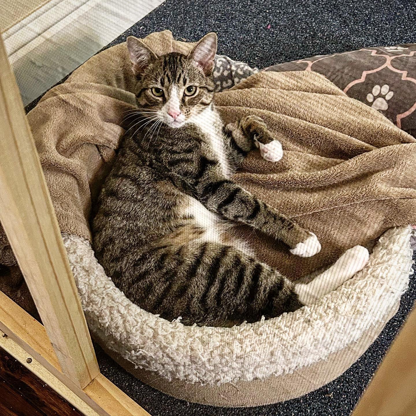 Zak, a Adoptable Tabby in Springfield, OR image 2/5