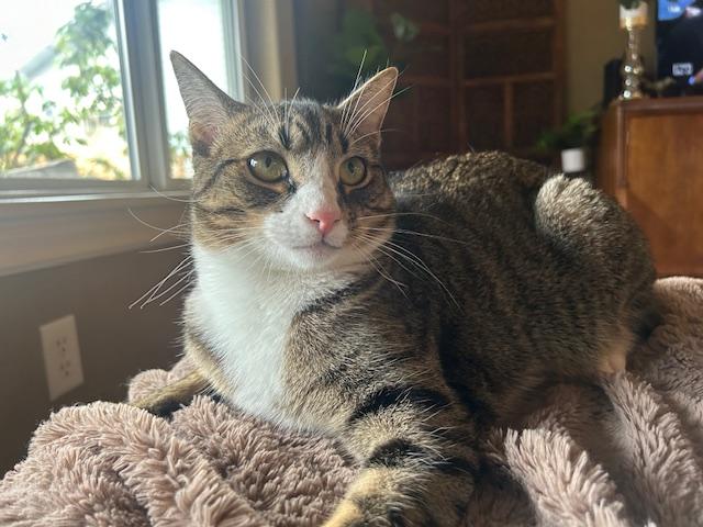 Zak, an adoptable Tabby in Springfield, OR, 97478 | Photo Image 1