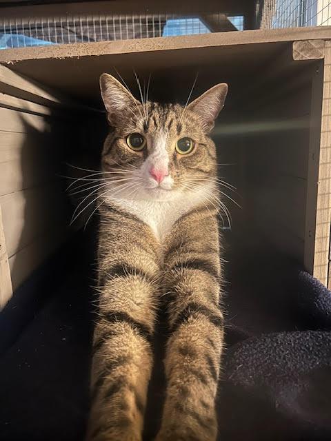 Zak, a Adoptable Tabby in Springfield, OR image 4/5