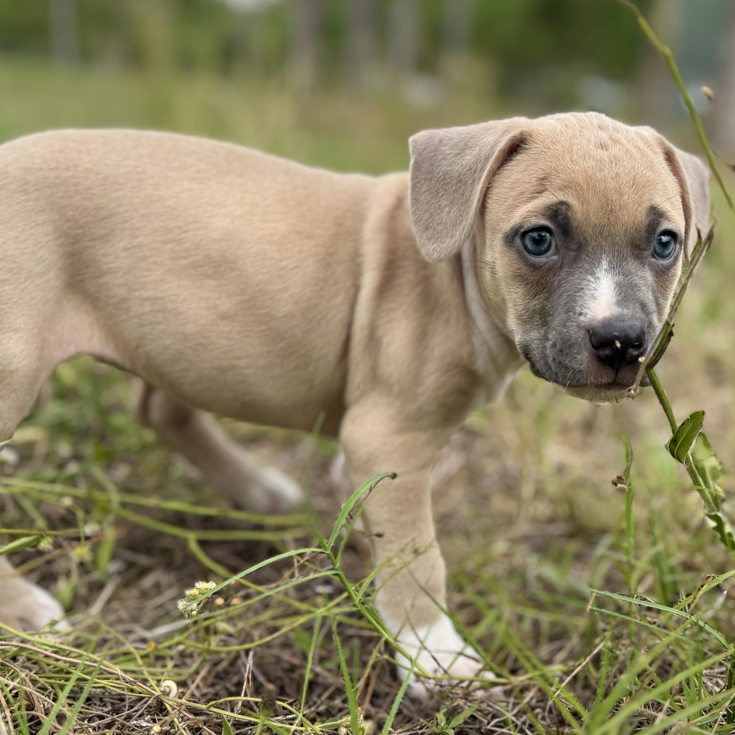 Enlarge Tippy, a ADOPTABLE Mixed Breed in Deltona, FL image 3/6