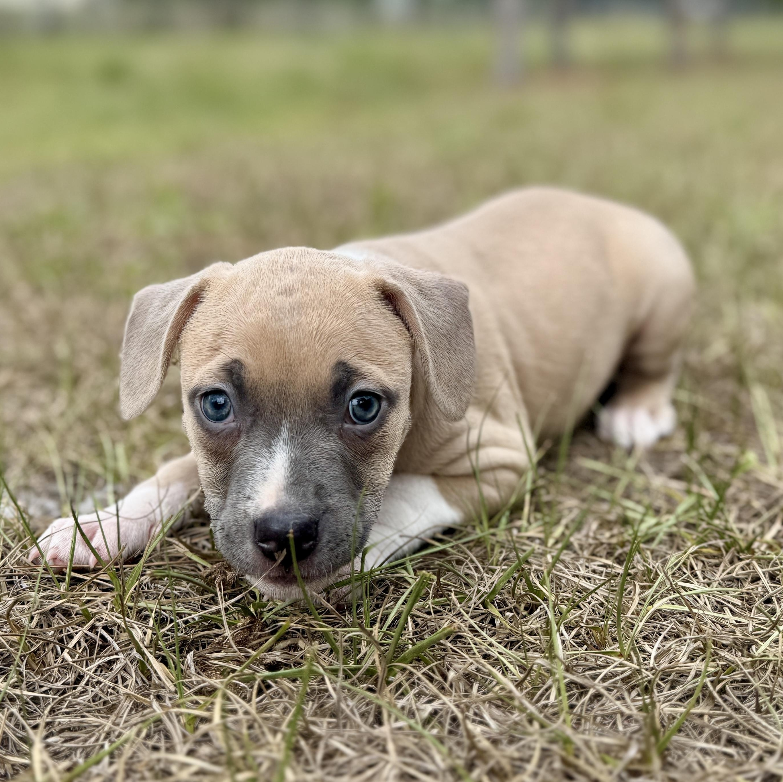 Enlarge Tippy, a ADOPTABLE Mixed Breed in Deltona, FL image 6/6