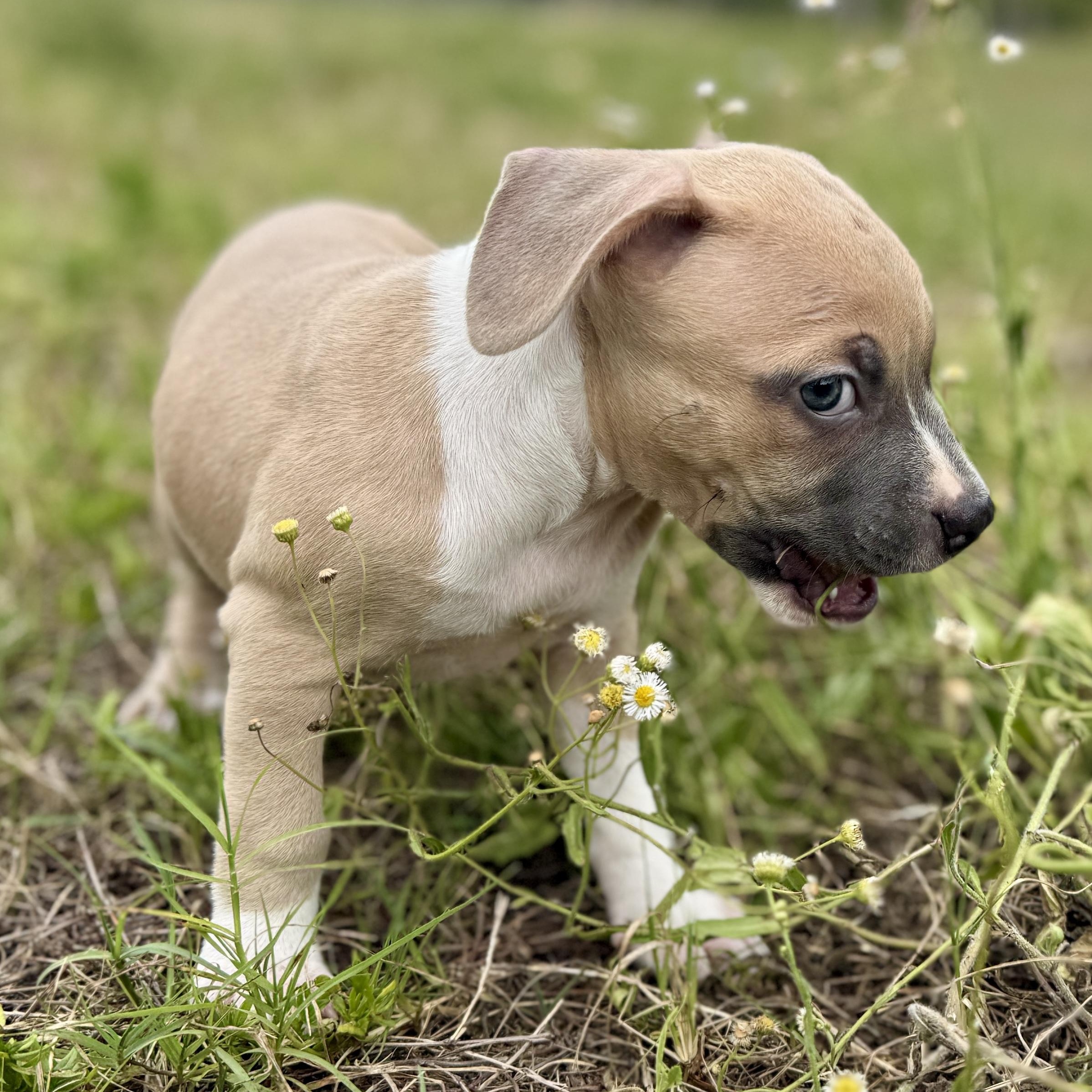Enlarge Tippy, a ADOPTABLE Mixed Breed in Deltona, FL image 4/6