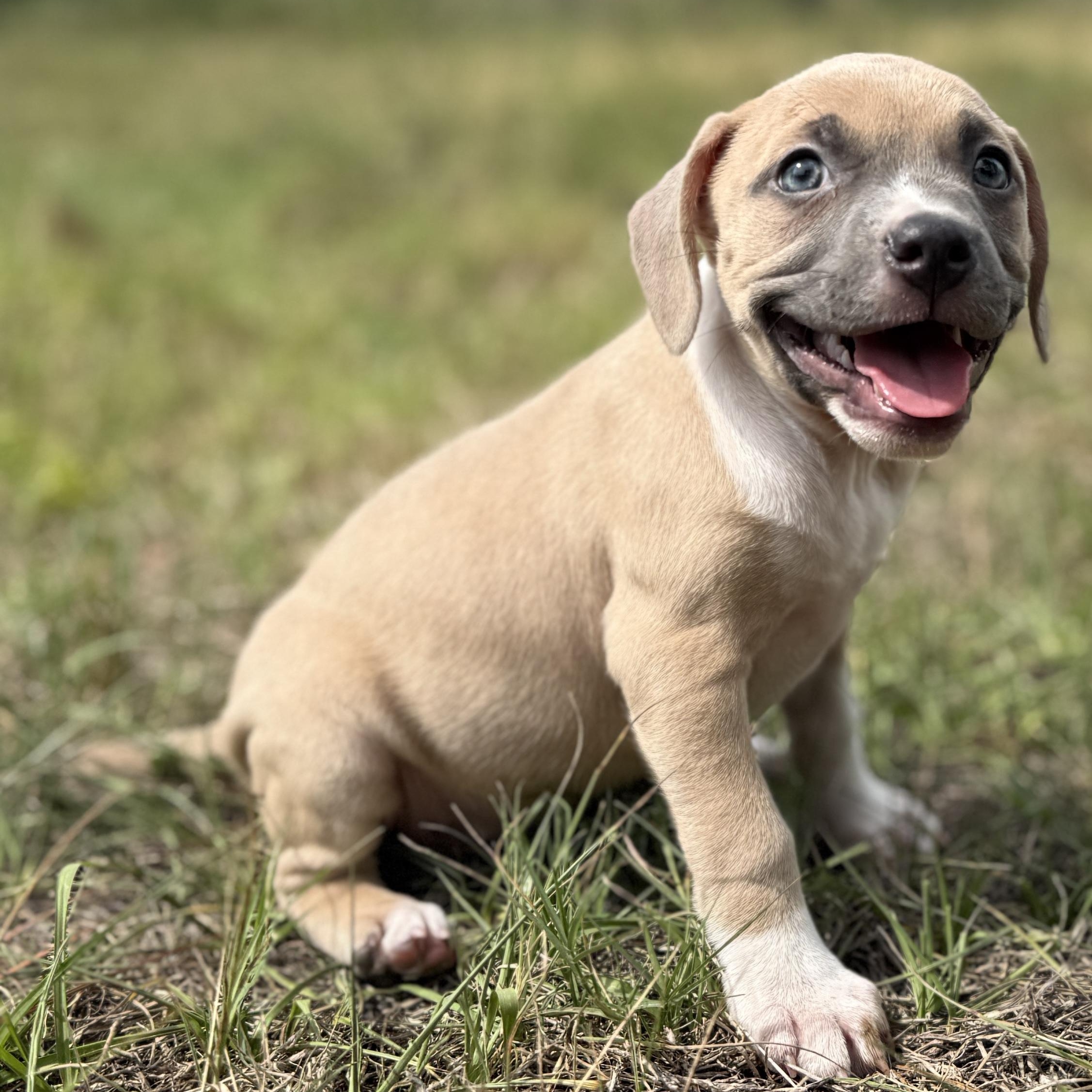 Enlarge Tippy, a ADOPTABLE Mixed Breed in Deltona, FL image 5/6