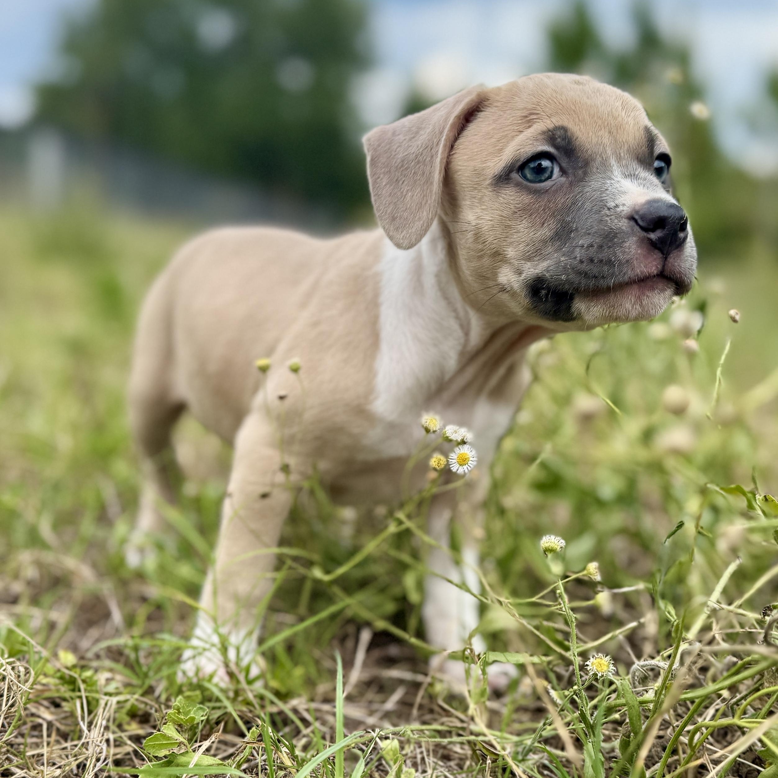Tippy, ADOPTABLE, Puppy Female Mixed Breed.