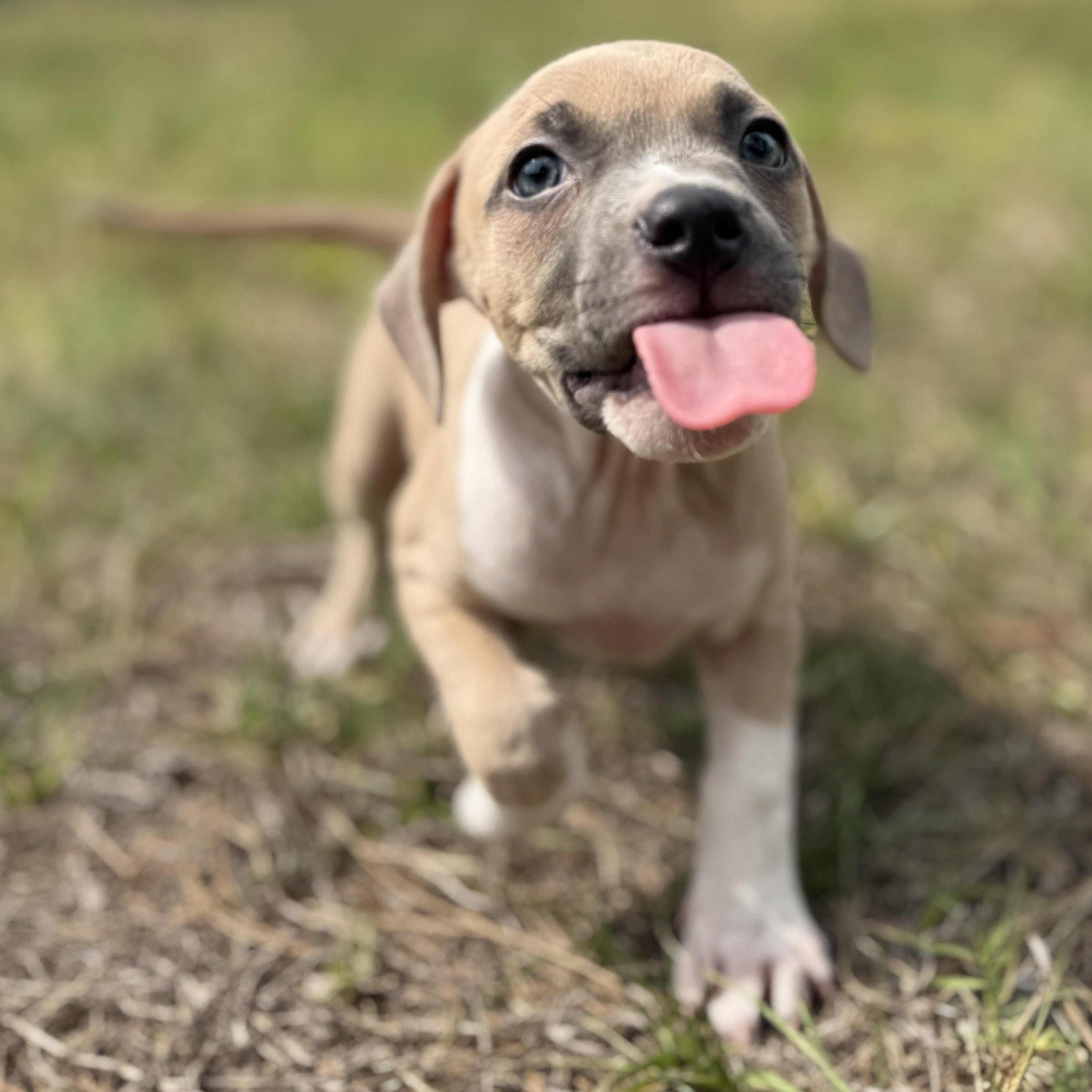 Enlarge Tippy, a ADOPTABLE Mixed Breed in Deltona, FL image 2/6