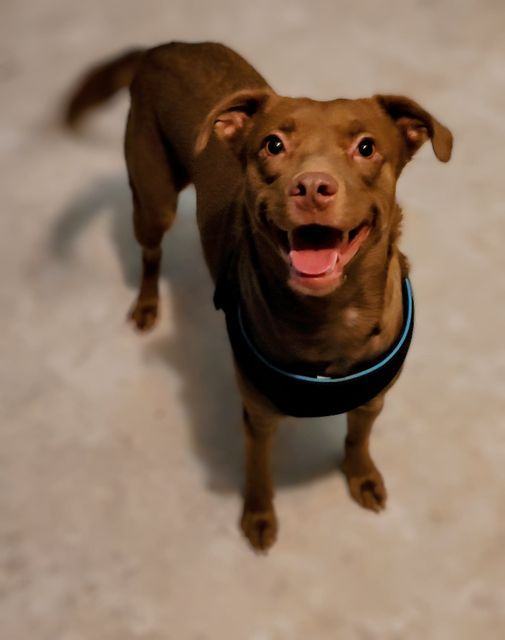 Coco, Adopted, Young Female Mixed Breed.