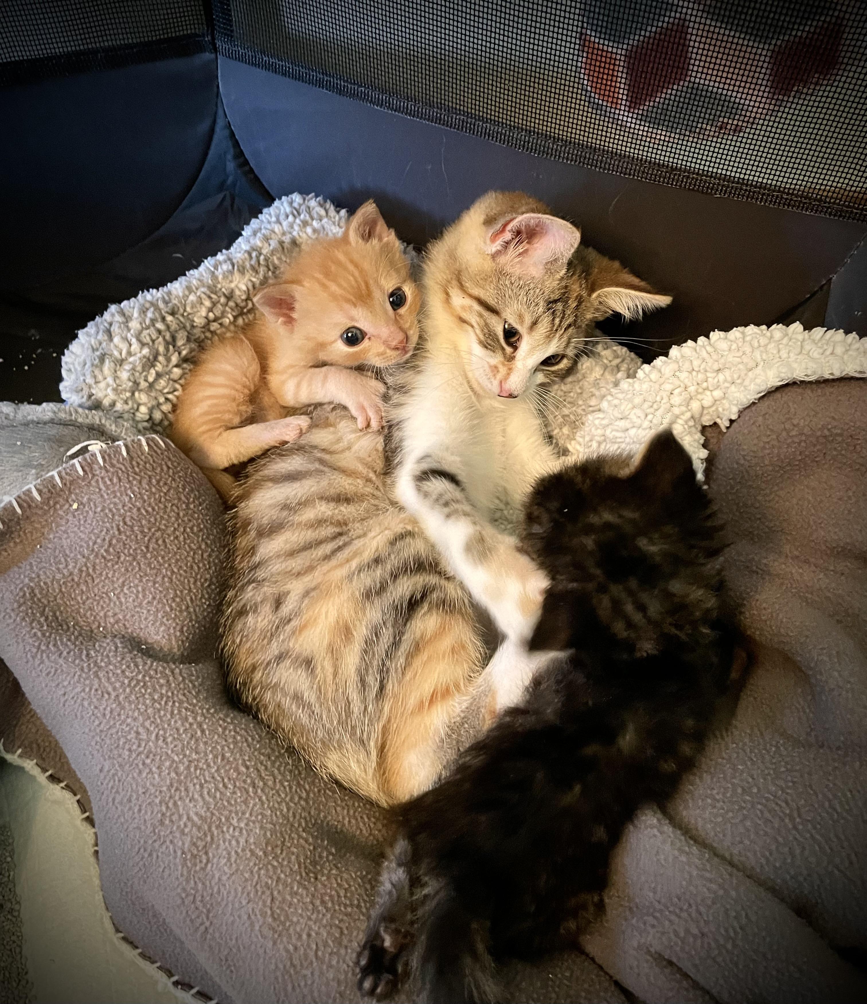 Cheese, a Adopted mixed breed in Wadsworth, IL image 4/5