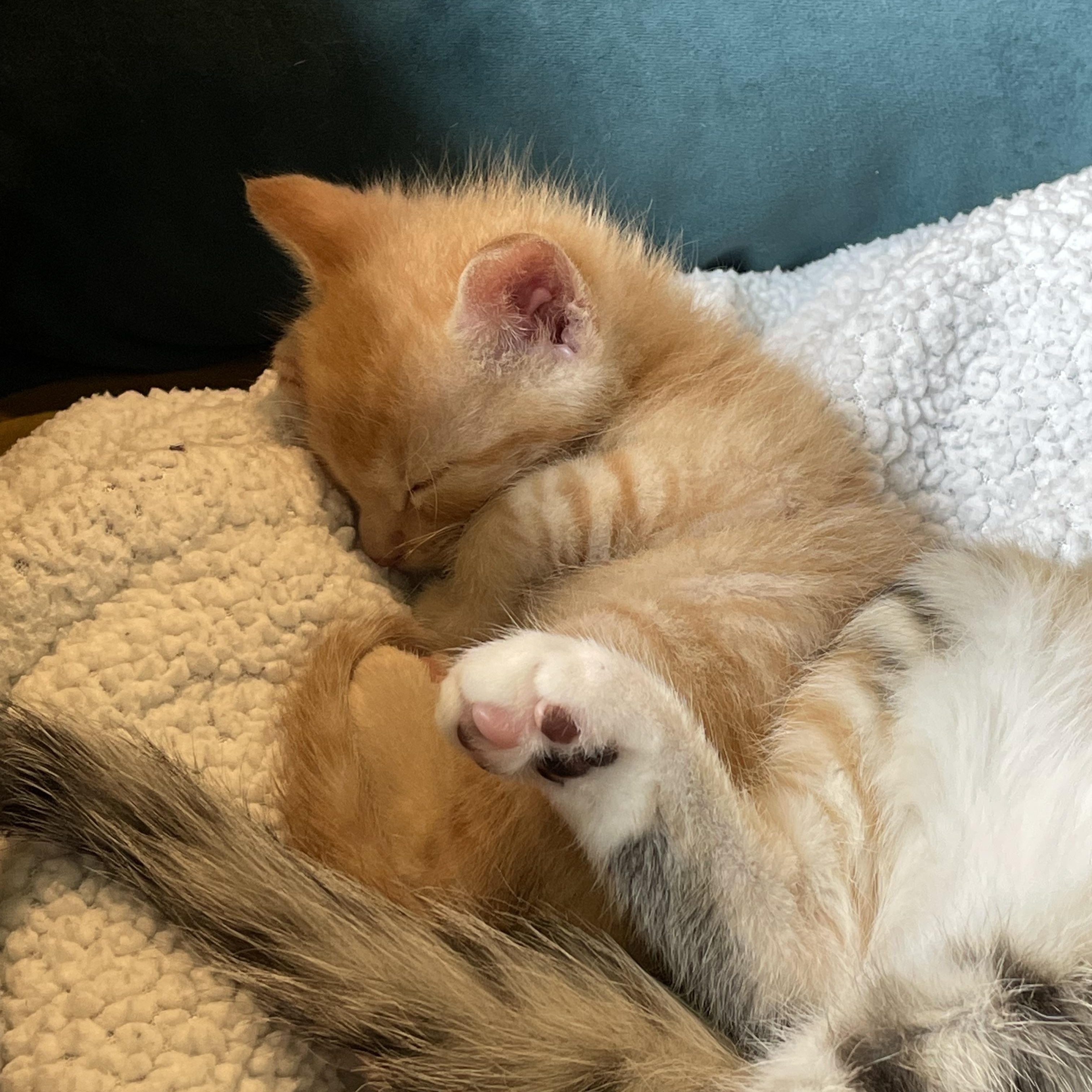 Cheese, a Adopted mixed breed in Wadsworth, IL image 2/5