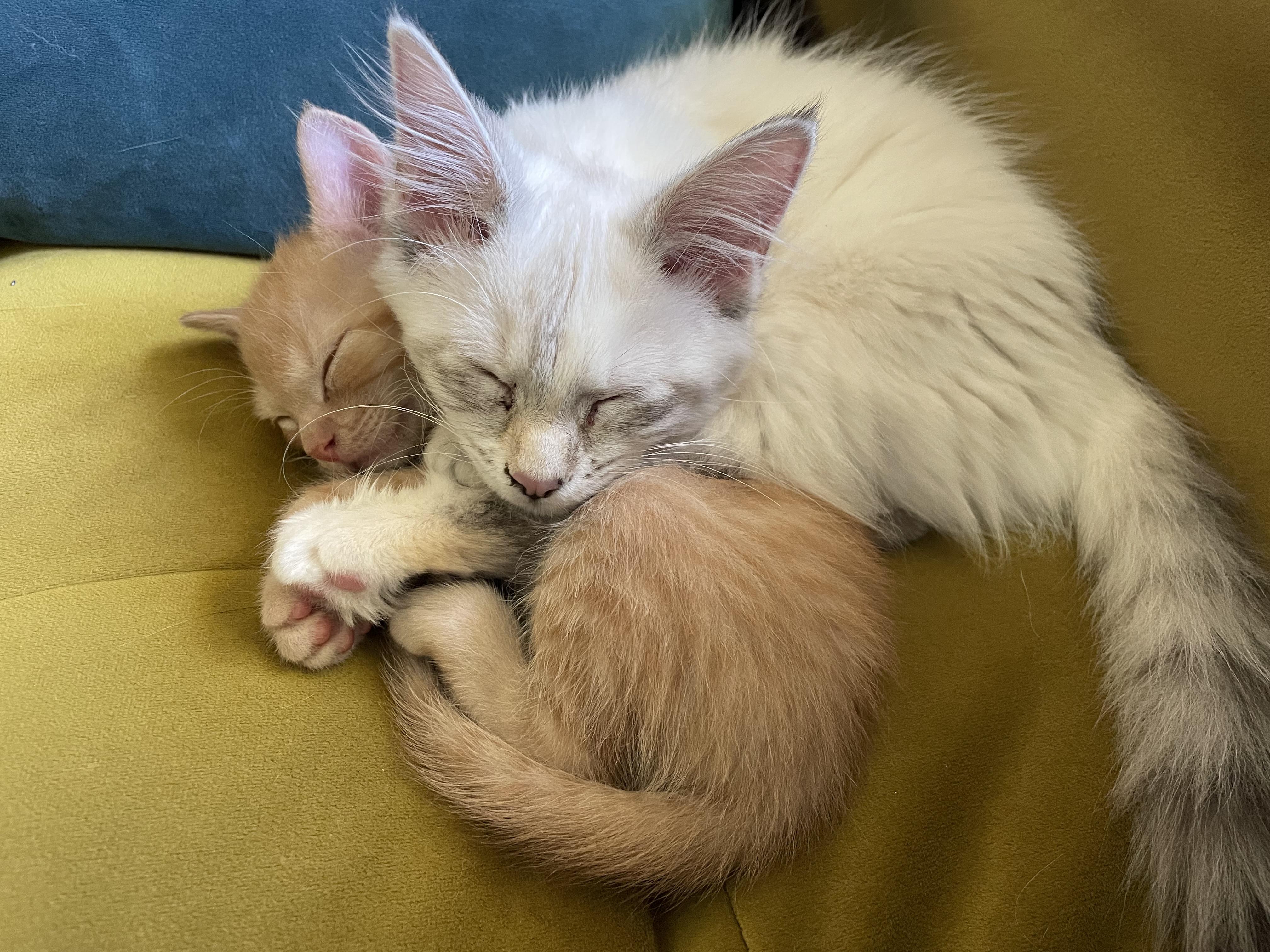 Cheese, a Adopted mixed breed in Wadsworth, IL image 5/5