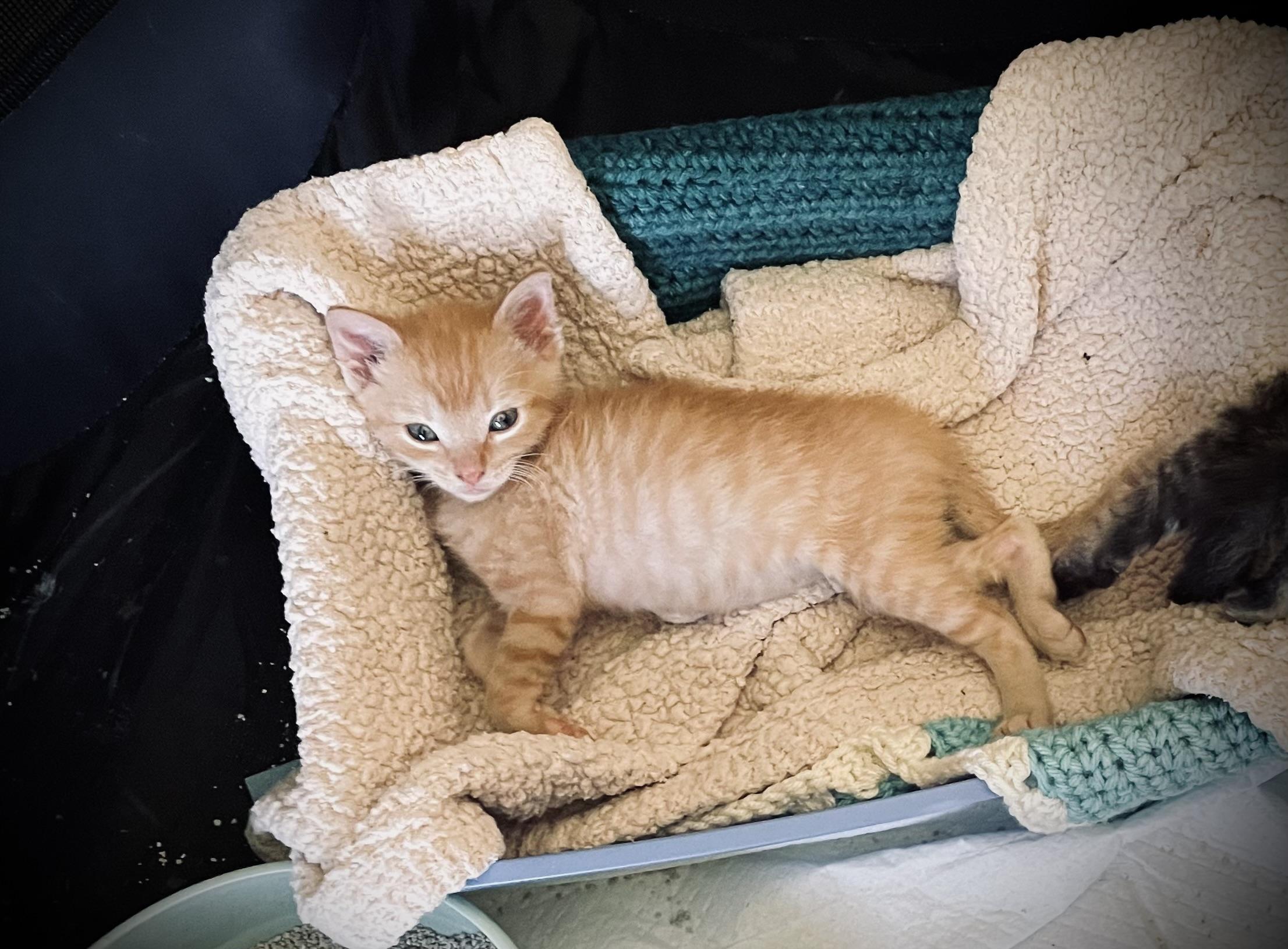 Cheese, a Adopted mixed breed in Wadsworth, IL image 1/5