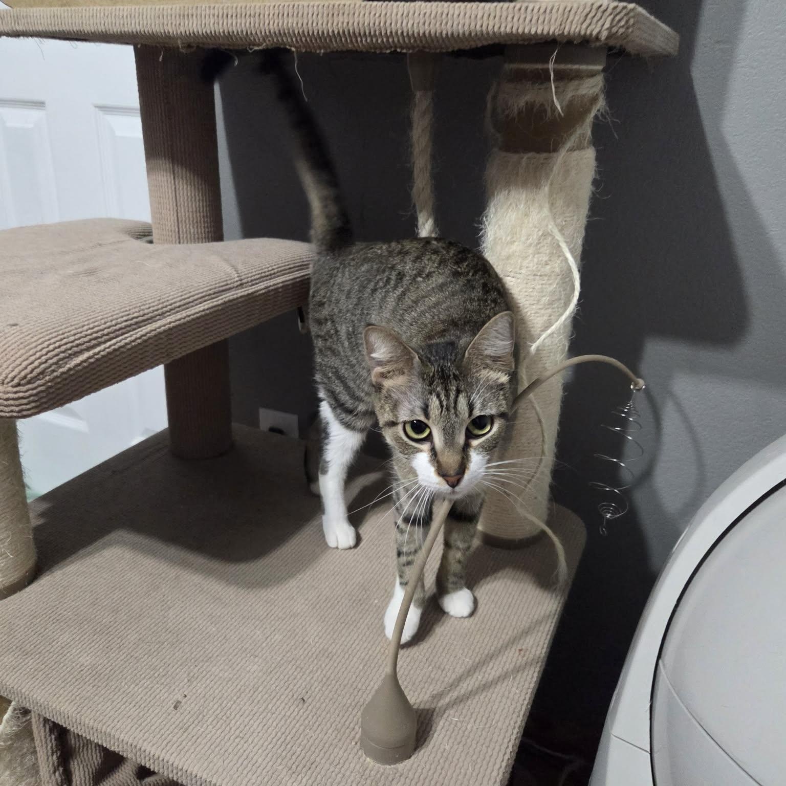 HENRIETTA, a ADOPTABLE Domestic Short Hair in Loveland, CO image 3/5