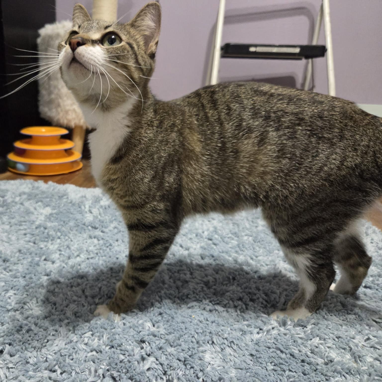 HENRIETTA, a ADOPTABLE Domestic Short Hair in Loveland, CO image 1/5