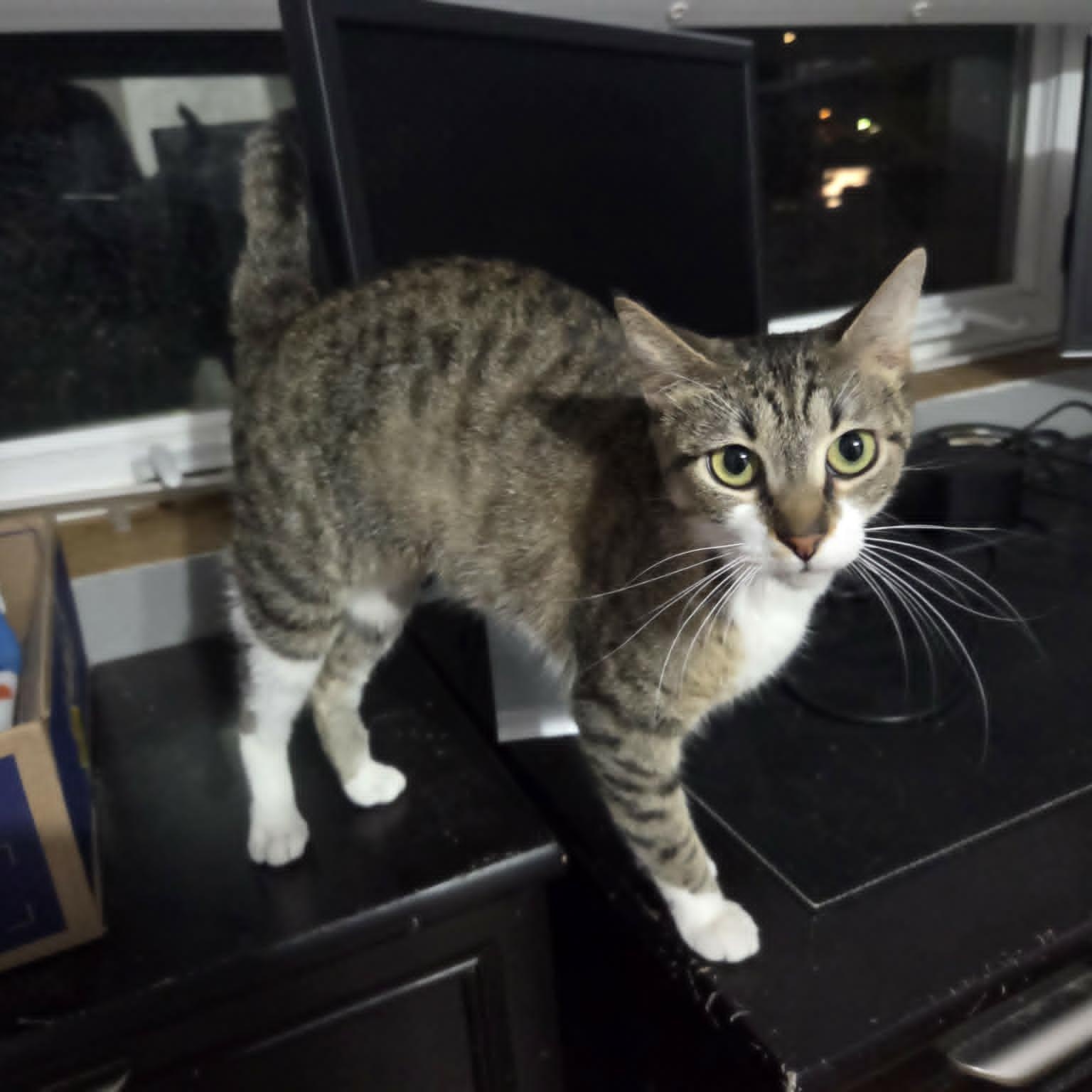 HENRIETTA, a ADOPTABLE Domestic Short Hair in Loveland, CO image 5/5