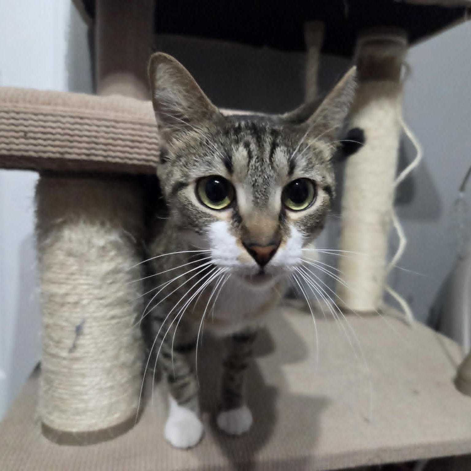 HENRIETTA, a ADOPTABLE Domestic Short Hair in Loveland, CO image 4/5
