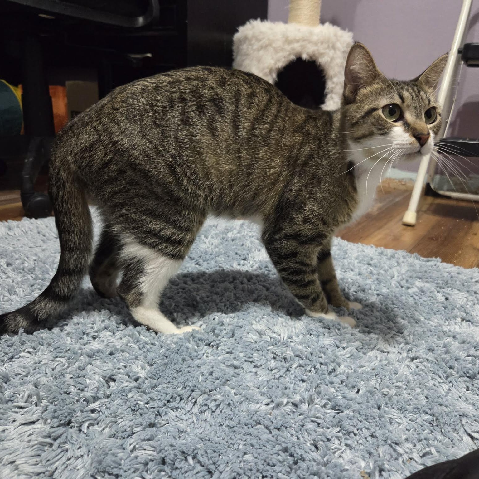 HENRIETTA, a ADOPTABLE Domestic Short Hair in Loveland, CO image 2/5