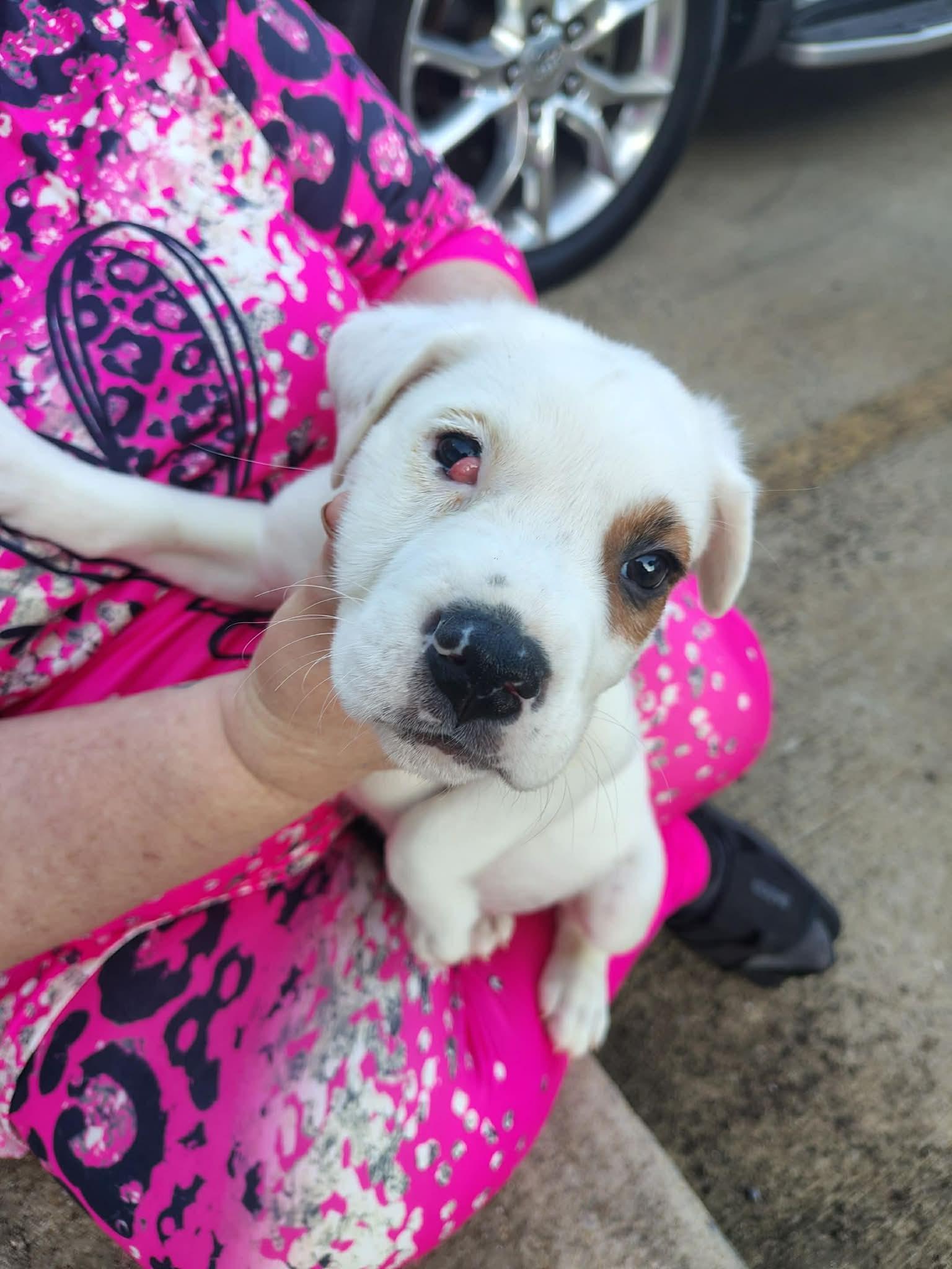 Frosty, Adoptable, Puppy Male Australian Cattle Dog / Blue Heeler & Great Pyrenees.