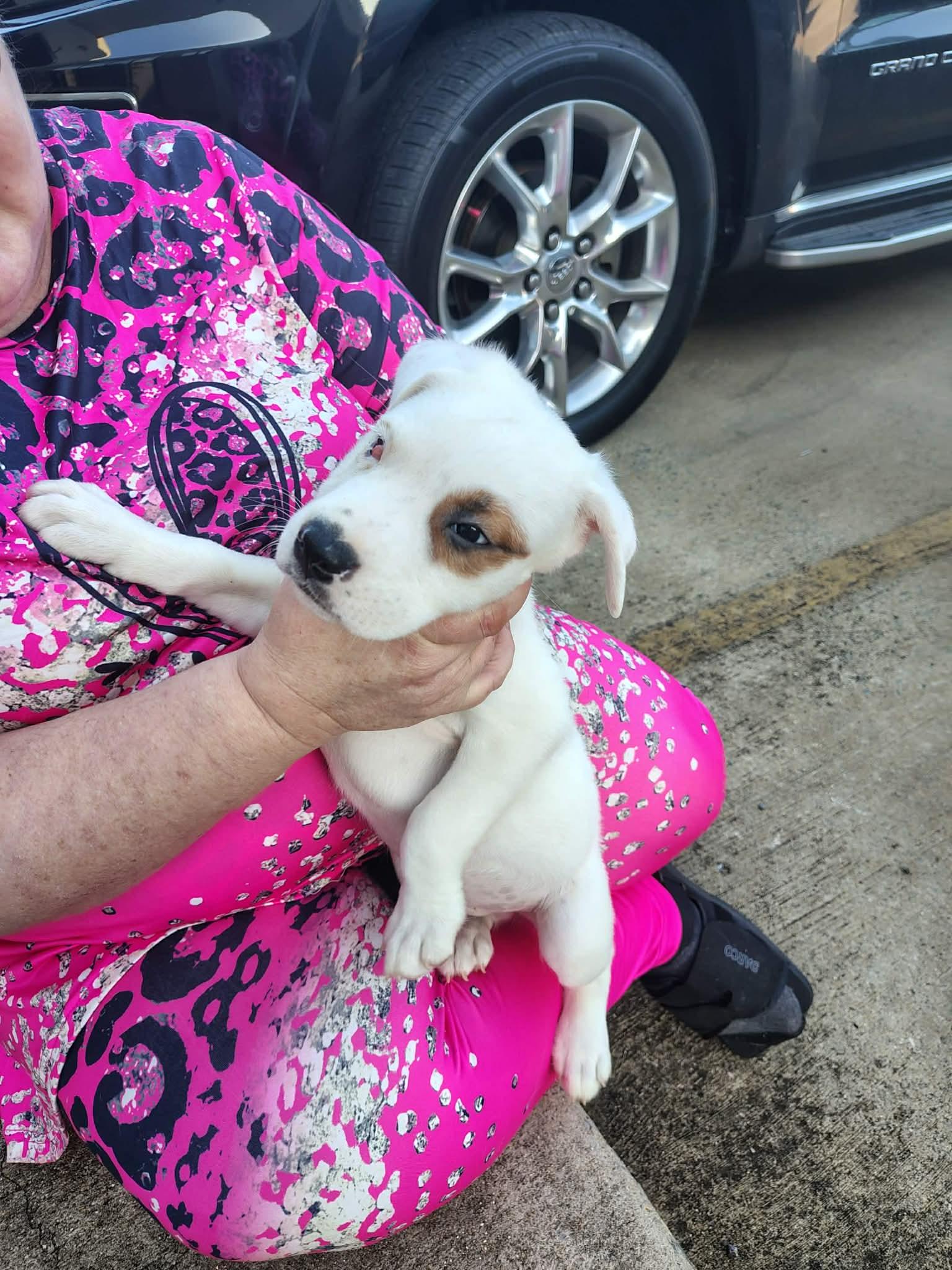 Enlarge Frosty, a Adoptable mixed breed in Bradenton, FL image 2/6