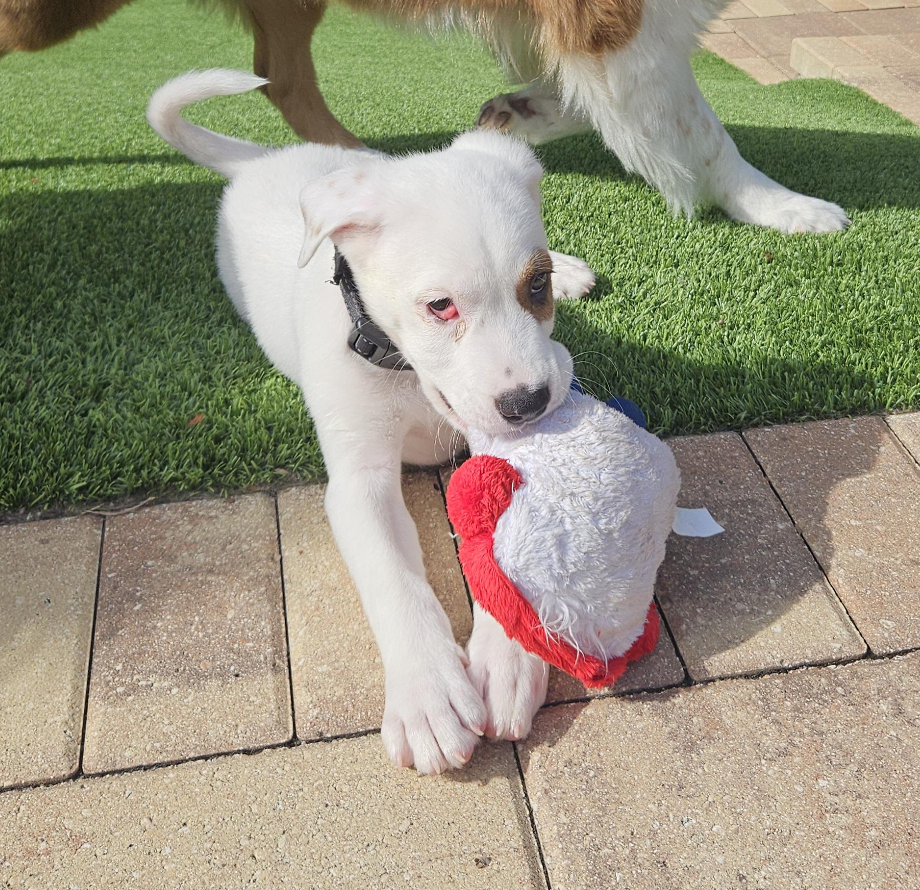 Enlarge Frosty, a Adoptable mixed breed in Bradenton, FL image 6/6